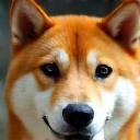 Shiba Inu toiletté au salon