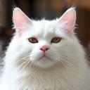 Chat angora brossé au salon