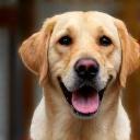 Labrador tout propre et souriant