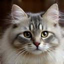 Maine Coon brossé avec soin