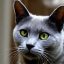Chat bleu russe brossé